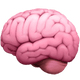 Brain