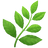 Herb